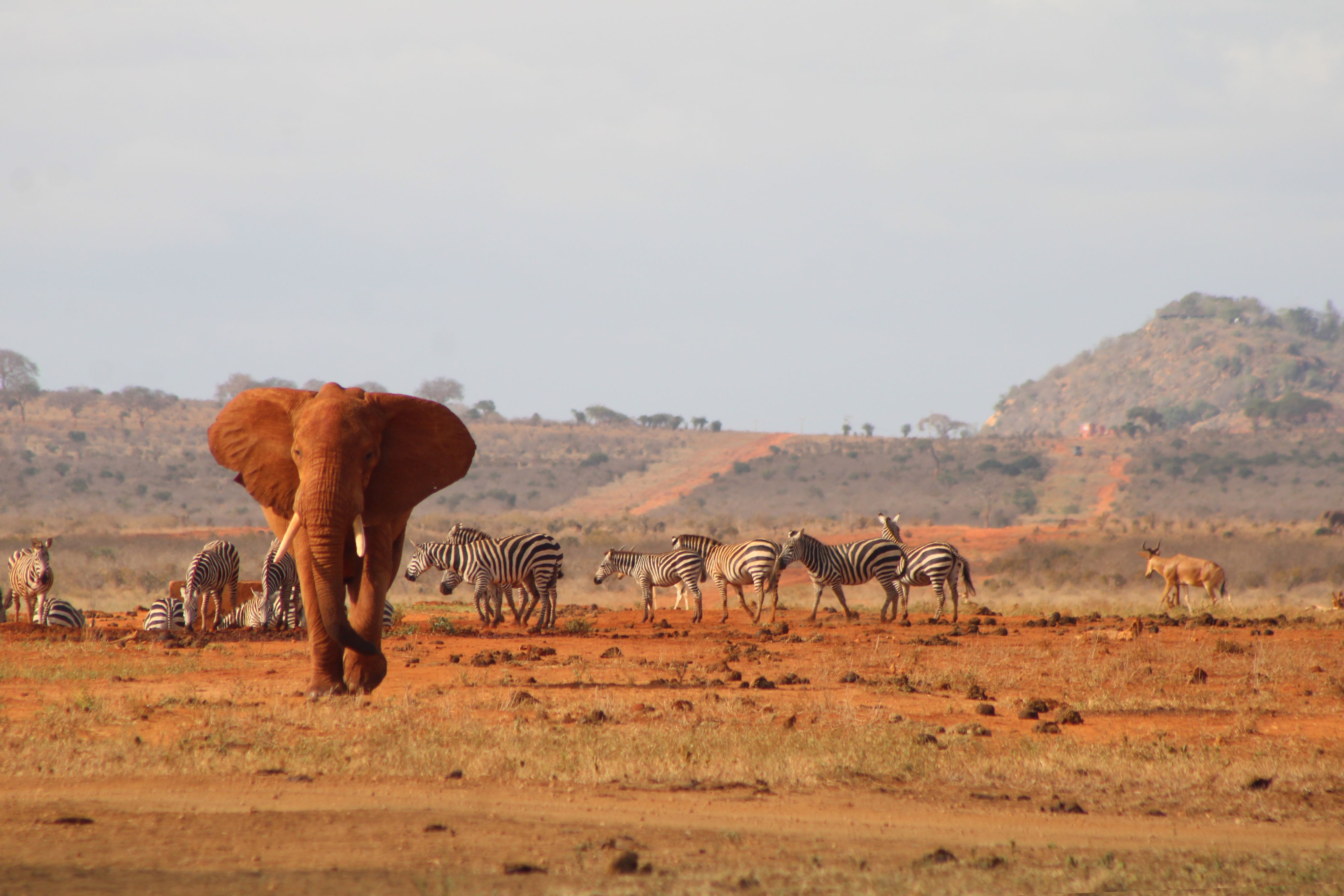 Maasai Mara - Open horizon